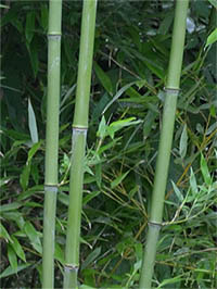 Produkt: Mc-Bambus Phyllostachys bissetii
