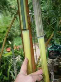 Mc-Bambus: Detailansicht vom Halm und gr�nem Sulcus von Phyllostachys aureosulcata Spectabilis - Ort: Windeck