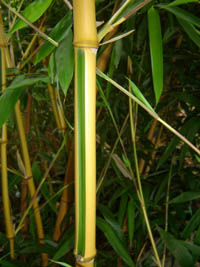 Produkt: Mc-Bambus Phyllostachys bambusoides Castilloni