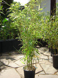 Produkt: Mc-Bambus Phyllostachys Mannii