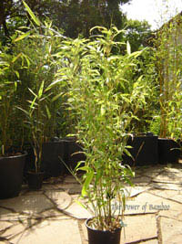 Mc-Bambus: Phyllostachys Mannii H�he ca. 80 cm - Ort: Windeck