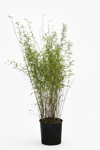 Mc-Bambus: Bambus Fargesia Nitida - 15 Liter - 120 cm - Ort: Windeck