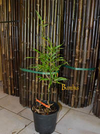 Produkt: Mc-Bambus Chimonobambusa Marmorea - Rarit�t
