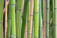 Mc-Bambus: Phyllostachys Pubescens Moso - Ort: Windeck