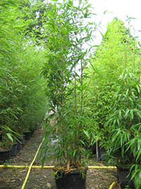 Mc-Bambus: Semiarundinaria fastuosa  - 20 Liter Topf - Ort: Windeck