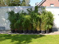 Mc-Bambus: Fargesia jiuzhaigou Lieferhoehe 170 cm - Ort: Windeck