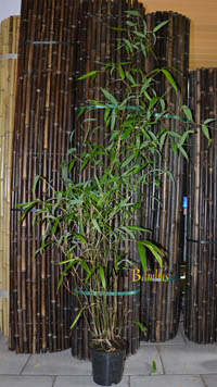 Mc-Bambus: Phyllostachys atrovaginata - H�he 150 cm - Ort: Windeck
