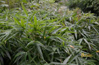 Mc-Bambus: Chimonobambusa tumidinoda Hain - Ort: Windeck