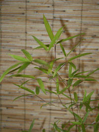 Produkt: Mc-Bambus Phyllostachys decora