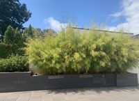 Mc-Bambus: Fargesia robusta campbell - Hecke - Ort: Windeck