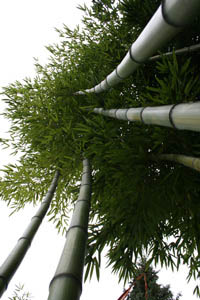Mc-Bambus: Detailansicht vom Phyllostachys vivax huangwenzhu - Ort: Windeck