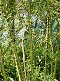 Produkt: Mc-Bambus Phyllostachys parvifolia