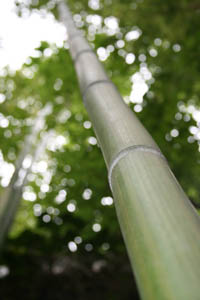 Produkt: Mc-Bambus Phyllostachys vivax McClure