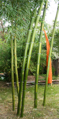 Mc-Bambus: Phyllostachys vivax Huangwenzhu - ged�ngt mit Mc-Bambus Langzeitd�nger - Ort: Windeck