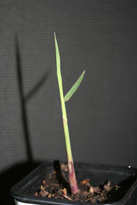 Mc-Bambus: Miscanthus Giganteus Riesen Chinaschilf - Ort: Windeck