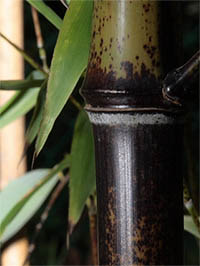 Produkt: Mc-Bambus Phyllostachys Nigra