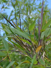 Mc-Bambus: Phyllostachys arcana Luteosulcata Bl�te 2014 in der N�he von K�ln - Ort: Windeck