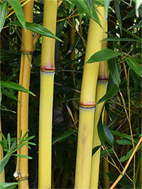 Mc-Bambus: Detail vom Bambushalm der Sorte Phyllostachys aureosulcata Aureocaulis - Ort: Windeck