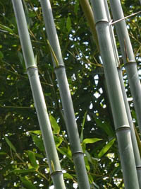 Mc-Bambus: Phyllostachys aureosulcata alata - typische olivf�rbung der Halme - Ort: Windeck