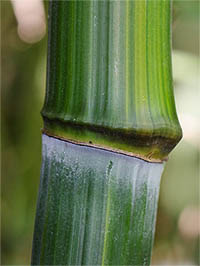Produkt: Mc-Bambus Phyllostachys aureosulcata harbin