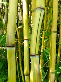 Mc-Bambus: Phyllostachys aureosulcata Harbin Inversa - Ort: Windeck