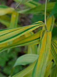 Produkt: Mc-Bambus Pleioblastus viridistriatus Auricoma