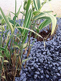 Produkt: Mc-Bambus Sasaella masamuneana Albostriata