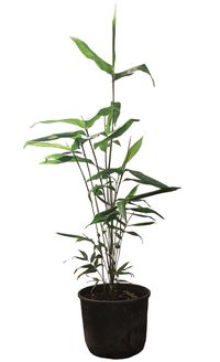 Mc-Bambus: Phyllostachys pubescens Moso - 10 Liter Topf 100 cm - Ort: Windeck