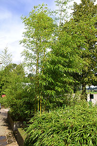 Mc-Bambus: Halmaustrieb von Phyllostachys vivax aureocaulis - Ort: Windeck