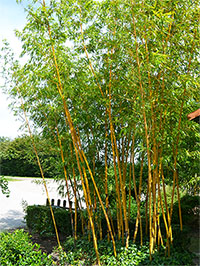Produkt: Mc-Bambus Phyllostachys vivax aureocaulis