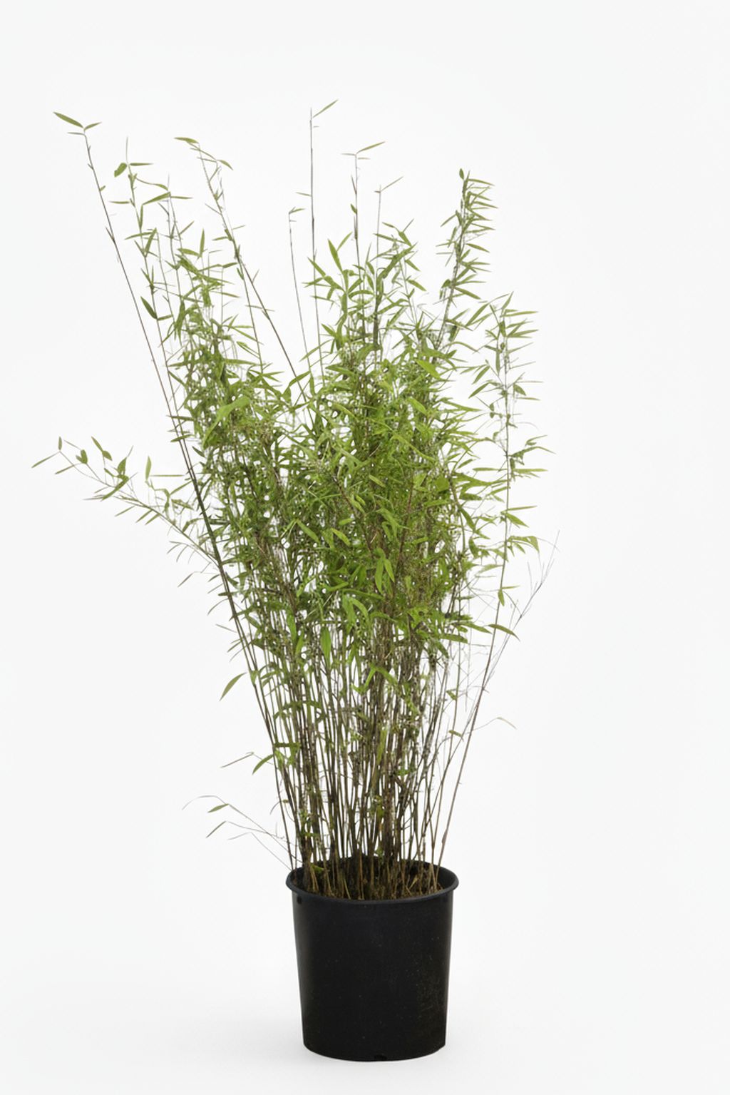 Mc-Bambus: Bambus Fargesia Nitida - 15 Liter - 120 cm - Ort: Windeck