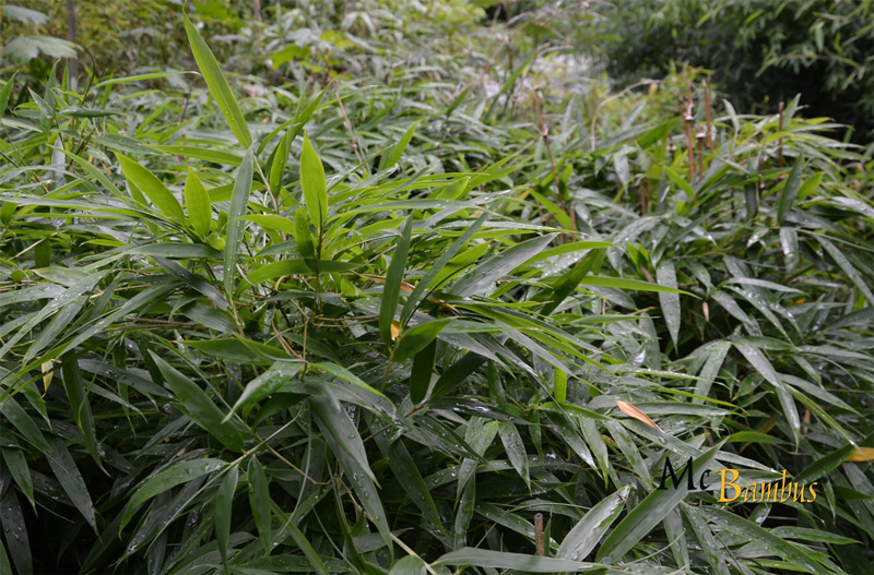 Mc-Bambus: Chimonobambusa tumidinoda Hain - Ort: Windeck