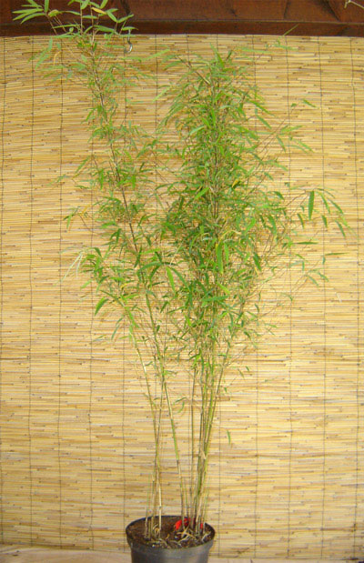 Mc-Bambus: Borinda angustissima mit einer Pflanzenh�he 120 cm - Ort: Windeck