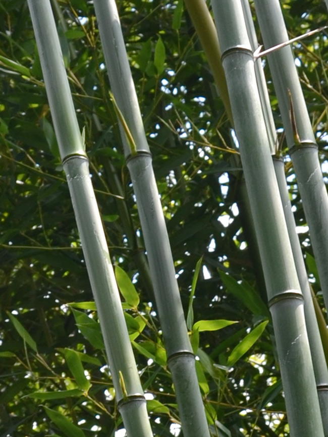 Mc-Bambus: Phyllostachys aureosulcata alata - typische olivf�rbung der Halme - Ort: Windeck