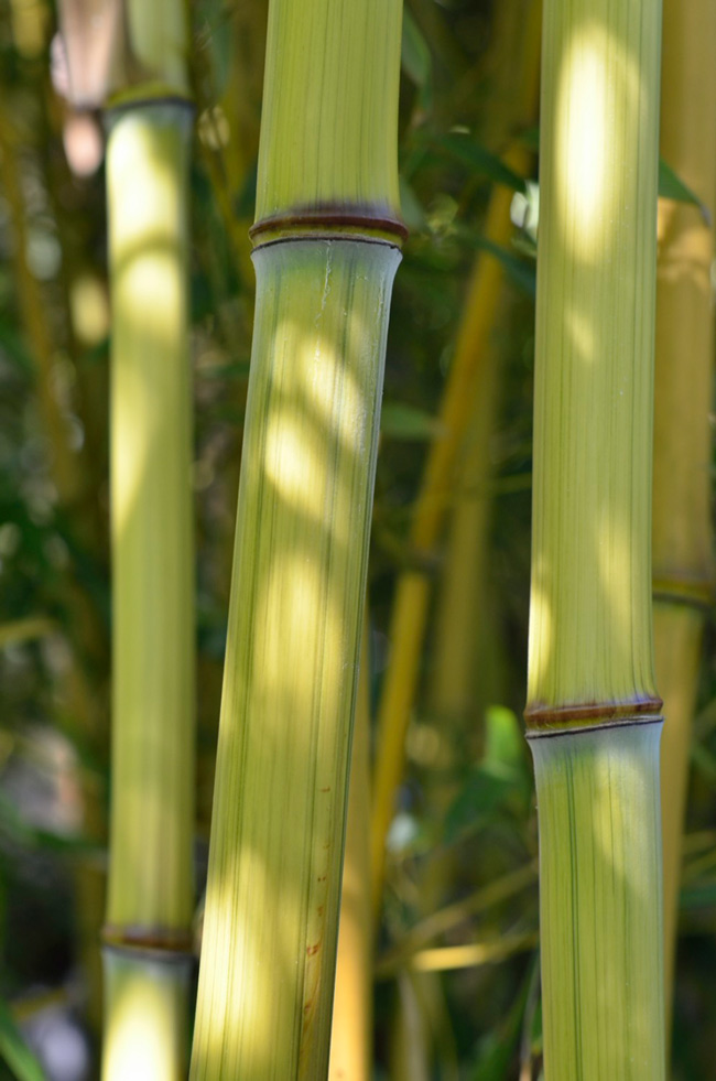Mc-Bambus: Detailansicht vom Bambushalm Phyllostachys aureosulcata harbin inversa - Ort: Windeck