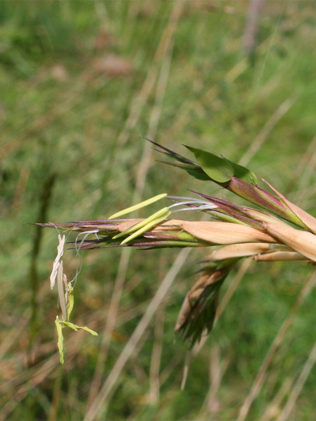 Mc-Bambus: Detailansicht der Bambusbl�te 2014 von Phyllostachys kwangsiensis - Ort: Windeck