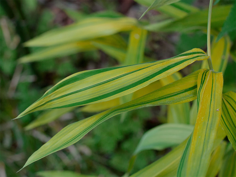 Mc-Bambus: Pleioblastus viridistriatus Auricoma - Ort: Windeck