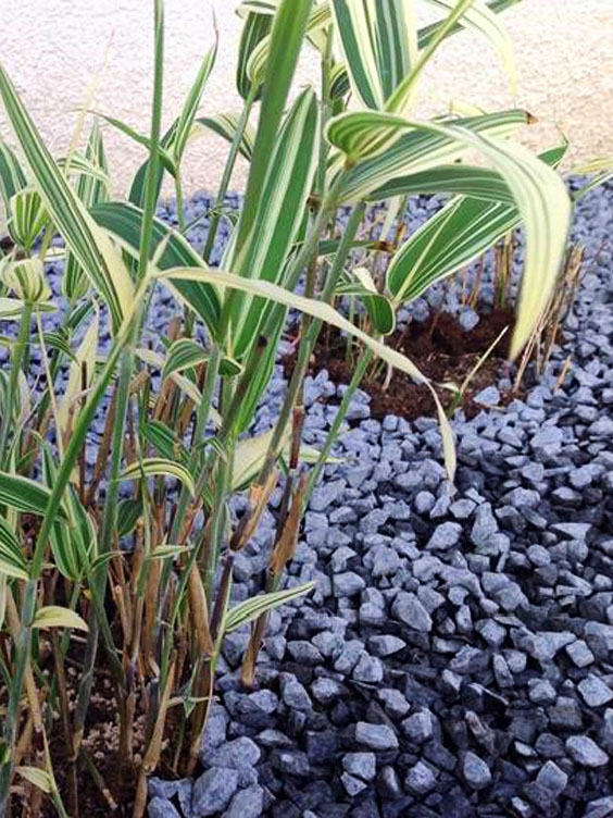 Mc-Bambus: Sasaella masamuneana Albostriata - Ort: Windeck