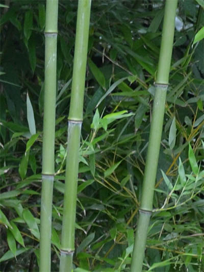Phyllostachys bissetii