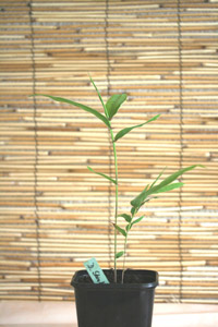 Dendrocalamus strictus