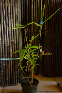 Phyllostachys pubescens edulis - Moso - Riesenbambus