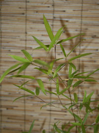 Phyllostachys decora