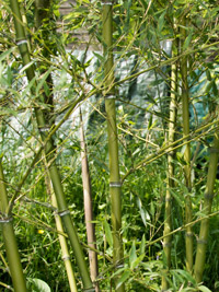 Phyllostachys parvifolia
