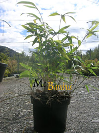 Phyllostachys Tip Top varioauriculata