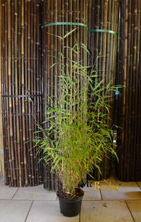 Bambus Fargesia nitida Great Wall