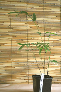 Dendrocalamus membranaceus - May Sang Bamboo