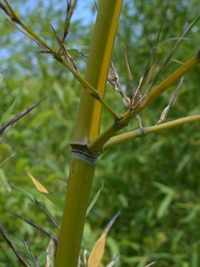 Phyllostachys arcana Luteosulcata