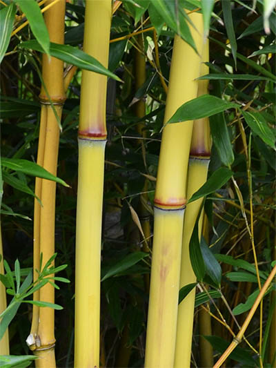 Phyllostachys aureosulcata Aureocaulis
