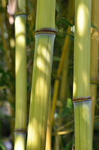 Phyllostachys aureosulcata Harbin Inversa
