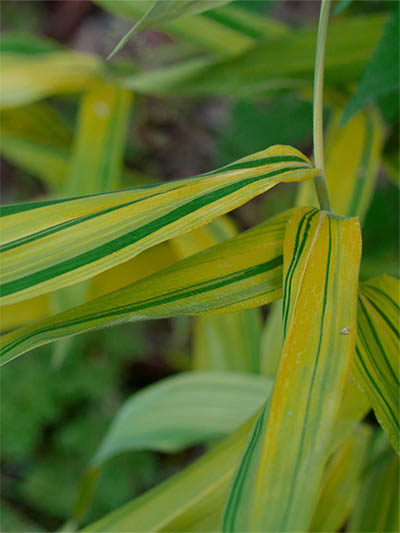 Pleioblastus viridistriatus Auricoma